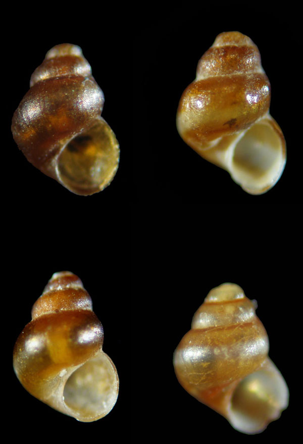 Conferma Rudolphosetia fusca